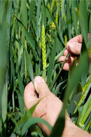 simsearch:649-07063427,k - Close up of male farmers hand examining ear of wheat in field Photographie de stock - Premium Libres de Droits, Code: 649-08145592