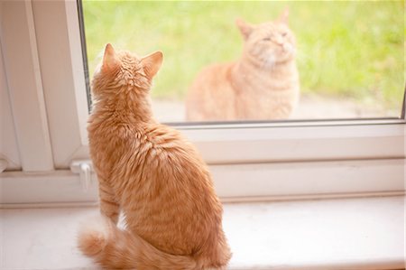 Ginger tom cat looking out from windowsill whilst another ginger tom cat looks in Foto de stock - Sin royalties Premium, Código: 649-08179913