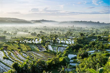 Rice fields, Bali, Indonesia Photographie de stock - Premium Libres de Droits, Code: 649-08180300