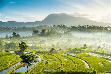 Rice fields, Bali, Indonesia Foto de stock - Sin royalties Premium, Código: 649-08180301