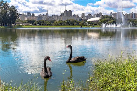 Two black swans swimming on lake in Ibirapuera park, Sao Paulo, Brazil Stock Photo - Premium Royalty-Free, Code: 649-08180465