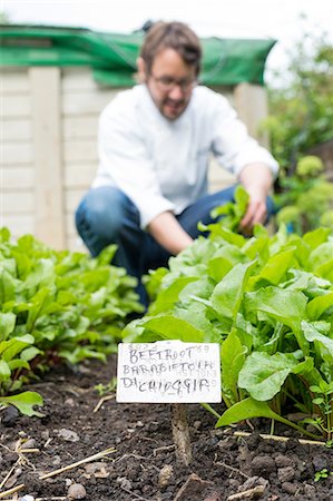 simsearch:649-09249984,k - Mature man picking fresh vegetables Foto de stock - Sin royalties Premium, Código: 649-08180660