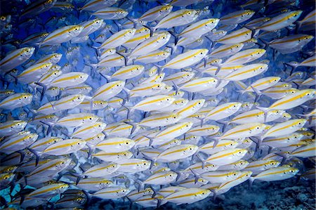 simsearch:614-09078684,k - Underwater view of school of double-lined fusileers (pterocaesio digramma), Lombok, Indonesia Foto de stock - Sin royalties Premium, Código: 649-08237835