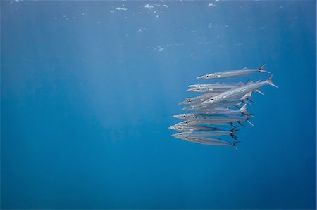 shoal - Underwater view of school of juvenile chevron barracuda (sphyraena genie), Lombok, Indonesia Stock Photo - Premium Royalty-Free, Code: 649-08237833