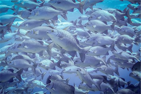 simsearch:614-09078684,k - Underwater view of school of lowfin drummers (kyphosus vaigiensis), Lombok, Indonesia Foto de stock - Sin royalties Premium, Código: 649-08237840