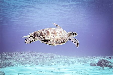 Underwater view of  rare green sea turtle (chelonia mydas) swimming over seabed, Bali, Indonesia Foto de stock - Sin royalties Premium, Código: 649-08237843