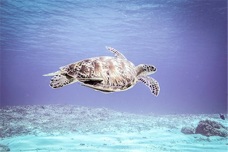 raro - Underwater view of  rare green sea turtle (chelonia mydas) swimming over seabed, Bali, Indonesia Fotografie stock - Premium Royalty-Free, Codice: 649-08237843