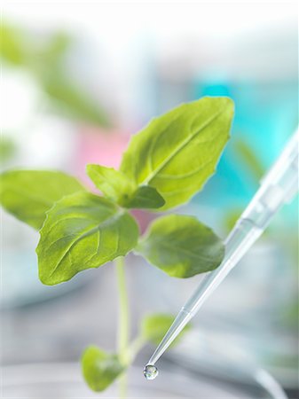 Pipette dropping test sample onto seedling in petri dish Stock Photo - Premium Royalty-Free, Code: 649-08238108