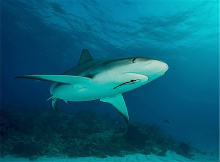 simsearch:614-09249722,k - Underwater view of reef shark, Tiger Beach, Bahamas Photographie de stock - Premium Libres de Droits, Code: 649-08238174