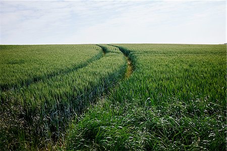 Green cornfield with tracks Stockbilder - Premium RF Lizenzfrei, Bildnummer: 649-08238549