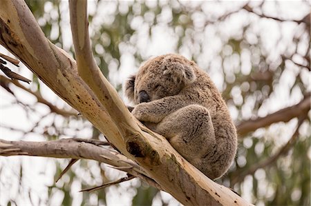 eucalypt tree - Low angle view of Koala (phascolarctos cinereus) sleeping in eucalyptus tree, Phillip Island, Victoria, Australia Foto de stock - Sin royalties Premium, Código: 649-08239115