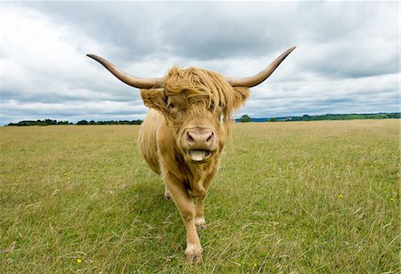 Front view of Highland Cow (Bos Taurus) looking at camera, sticking tongue out Photographie de stock - Premium Libres de Droits, Code: 649-08232629