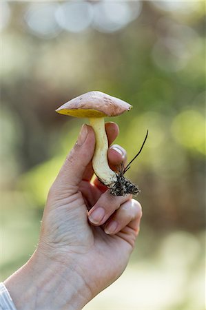 Hand of female forager holding picked mushroom in forest Stock Photo - Premium Royalty-Free, Code: 649-08232821