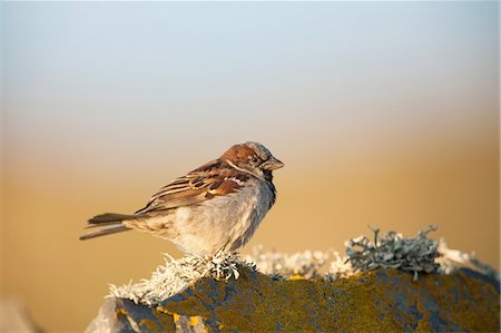 House Sparrow (passer domesticus) side view on wall, Fair Isle, Shetland, United Kingdom Foto de stock - Sin royalties Premium, Código: 649-08306965