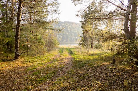 russland - Pathway through forest, Ural, Russia Stockbilder - Premium RF Lizenzfrei, Bildnummer: 649-08307386