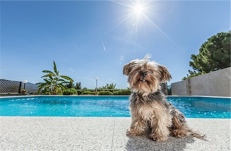 Dog sitting by swimming pool on sunny day Stock Photo - Premium Royalty-Free, Code: 649-08327509