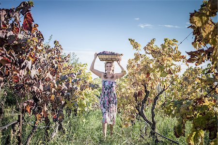 Woman balancing basket of grapes on head at vineyard, Quartucciu, Sardinia, Italy Stock Photo - Premium Royalty-Free, Code: 649-08327517