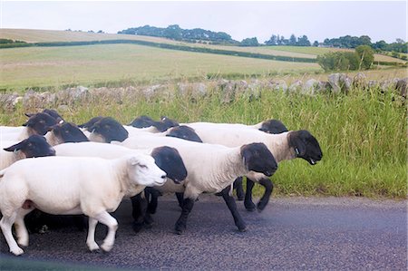 simsearch:649-07239641,k - Side view of sheep on rural road, Cumbria, UK Photographie de stock - Premium Libres de Droits, Code: 649-08327674