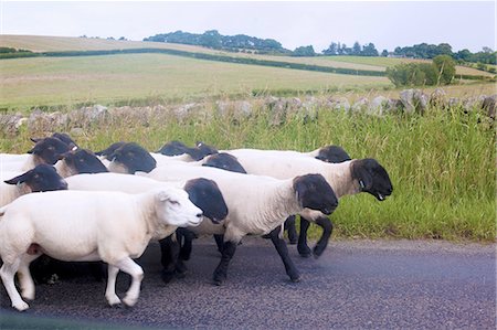 Side view of sheep on rural road, Cumbria, UK Photographie de stock - Premium Libres de Droits, Code: 649-08327674