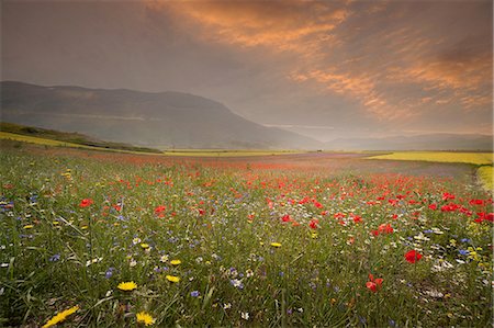 Poppy and wildflower meadow at sunrise, Castelluccio di Norcia, Umbria, Italy Foto de stock - Sin royalties Premium, Código: 649-08328423