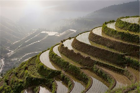 High angle view of paddy fields at Longsheng terraced ricefields, Guangxi Zhuang, China Photographie de stock - Premium Libres de Droits, Code: 649-08328434