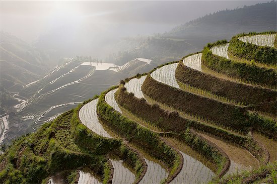 High angle view of paddy fields at Longsheng terraced ricefields, Guangxi Zhuang, China Stock Photo - Premium Royalty-Free, Image code: 649-08328434