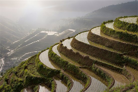 High angle view of paddy fields at Longsheng terraced ricefields, Guangxi Zhuang, China Stock Photo - Premium Royalty-Free, Image code: 649-08328434