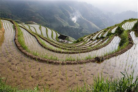 High angle view of paddy fields at Longsheng terraced ricefields, Guangxi Zhuang, China Stock Photo - Premium Royalty-Free, Code: 649-08328435