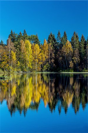 simsearch:649-08381527,k - Pine trees and blue sky reflecting in lake, Drobak, Norway Foto de stock - Royalty Free Premium, Número: 649-08328623
