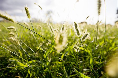 Close up of sunlit long grasses in field Foto de stock - Sin royalties Premium, Código: 649-08328695