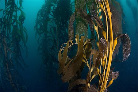 Close up underwater view of Kelp (macrocystis pyrifera) seed pods, Ensenada, Baja California, Mexico Stock Photo - Premium Royalty-Free, Code: 649-08328725