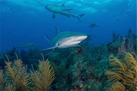simsearch:614-08219878,k - Underwater view of grey reef  sharks searching plant covered seabed, Northern Bahamas Banks, Bahamas Stock Photo - Premium Royalty-Free, Code: 649-08328772