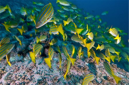 Blue Striped Snappers foraging seabed, Cocos Island, Costa Rica Photographie de stock - Premium Libres de Droits, Code: 649-08328797