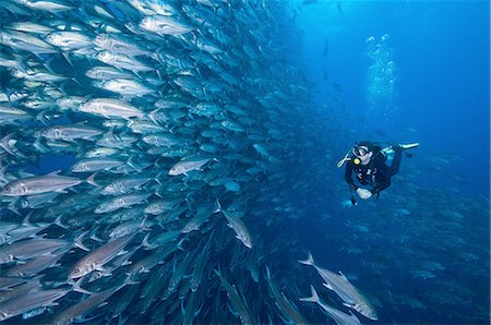 Scuba diver swimming past wall of Jacks, Cocos Island, Costa Rica Photographie de stock - Premium Libres de Droits, Code: 649-08328799