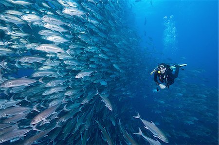 fishes school - Scuba diver swimming past wall of Jacks, Cocos Island, Costa Rica Foto de stock - Sin royalties Premium, Código: 649-08328799