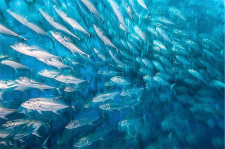 simsearch:6119-08724853,k - School of Jacks moving in unison, Cocos Island, Costa Rica Stock Photo - Premium Royalty-Free, Code: 649-08328800