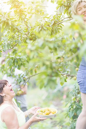 Senior woman and daughter laughing whilst picking plums in orchard Stock Photo - Premium Royalty-Free, Code: 649-08328861