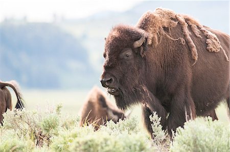 American bison grazing in Lamar Valley, Yellowstone National Park, Wyoming, USA Stock Photo - Premium Royalty-Free, Code: 649-08329027