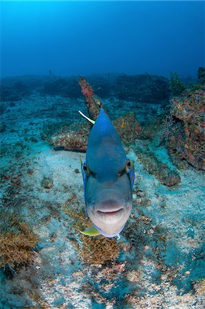 simsearch:649-09159322,k - Queen angelfish challenging its own reflection on camera, Cabo Catoche, Quintana Roo, Mexico Stock Photo - Premium Royalty-Free, Code: 649-08329078