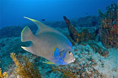 simsearch:649-09004200,k - Underwater side view of queen angelfish, Cabo Catoche, Quintana Roo, Mexico Fotografie stock - Premium Royalty-Free, Codice: 649-08329079