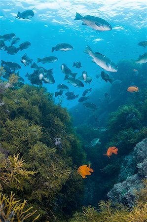 Underwater view of school of fish in kelp reef, Guadalupe Island, Baja California, Mexico Photographie de stock - Premium Libres de Droits, Code: 649-08329094