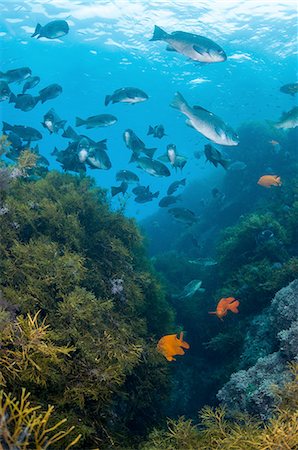 defensivo - Underwater view of school of fish in kelp reef, Guadalupe Island, Baja California, Mexico Photographie de stock - Premium Libres de Droits, Code: 649-08329094