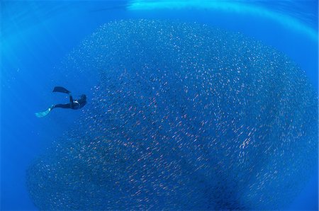 defensive - Freediver and school of  baby snapper fish in baitball, San Benedicto Island, Colima, Mexico Photographie de stock - Premium Libres de Droits, Code: 649-08329096