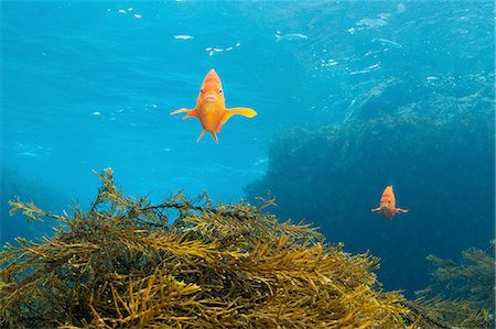 simsearch:6118-09112146,k - Front view of garabaldi fish over kelp reef, Guadalupe Island, Baja California, Mexico Photographie de stock - Premium Libres de Droits, Code: 649-08329093