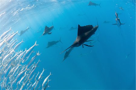 simsearch:614-08720845,k - Underwater view of group of sailfish corralling large sardine shoal near suface, Contoy Island, Quintana Roo, Mexico Photographie de stock - Premium Libres de Droits, Code: 649-08380875