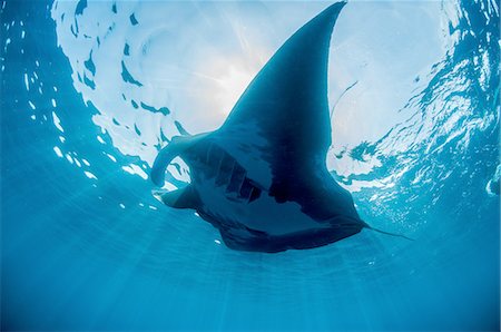 simsearch:649-08380876,k - Underwater view of silhouetted giant manta sunbathing, Isla Mujeres, Quintana Roo, Mexico Foto de stock - Sin royalties Premium, Código: 649-08380877