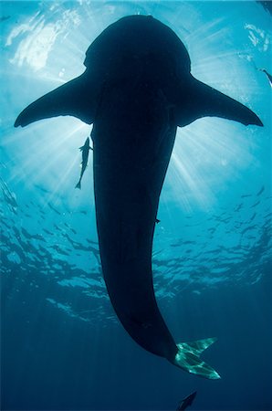 Underwater view of whale shark, Isla Mujeres, Quintana Roo, Mexico Foto de stock - Sin royalties Premium, Código: 649-08380878