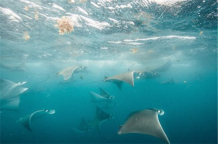 Underwater view of mobula rays gathering for migration around the Yucatan Peninsula, Contoy Island, Quintana Roo, Mexico Fotografie stock - Premium Royalty-Free, Codice: 649-08380879