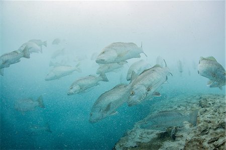 simsearch:649-08924536,k - Underwater view of large cubera snapper schools gathering around a fresh water ocean sinkhole, Cancun, Quintana Roo, Mexico Photographie de stock - Premium Libres de Droits, Code: 649-08380886