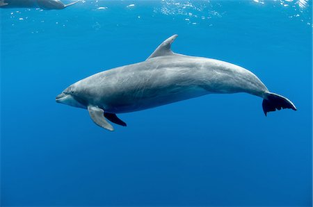 Underwater view of botlenose dolphin, Baja California Sur, Mexico Foto de stock - Royalty Free Premium, Número: 649-08380887